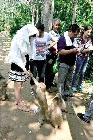 鄭州一景區(qū)猴子傷游客、毀麥田 讓人很頭疼