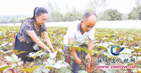 上蔡縣東洪鎮(zhèn)種植秋葵效益好