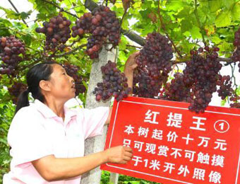 湖北宜昌現(xiàn)天價紅提 一株紅提樹起價10萬拍賣