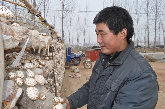 沙河店鎮(zhèn)食用菌種植帶來大收益