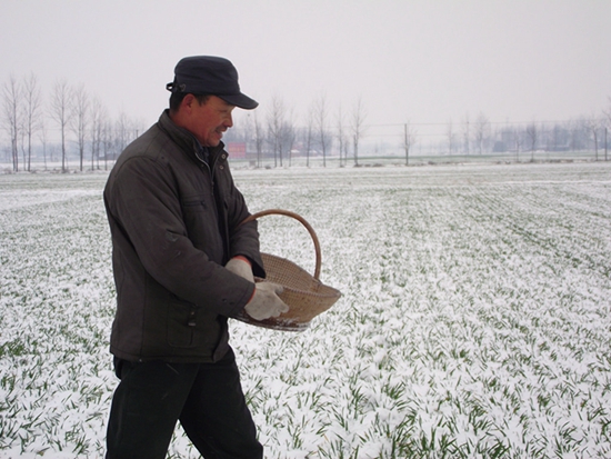 正陽農民雪后追肥忙