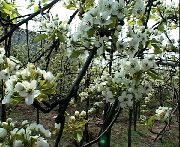 上蔡縣蔡明園公園春暖花開游人醉