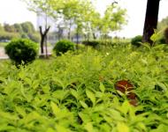 一場持續(xù)降雨后呈現(xiàn)在每個市民眼中的都是綠意和花的世界。