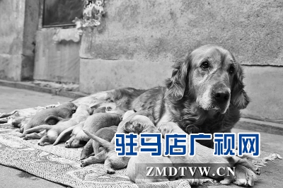 確山金毛犬產(chǎn)下14崽