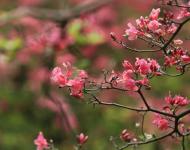 杜鵑花又名映山紅，被譽為“花中西施”