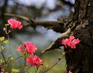 杜鵑花又名映山紅，被譽為“花中西施”