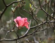 杜鵑花又名映山紅，被譽為“花中西施”