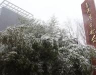 路邊的樹木，不一會(huì)就堆滿了雪花。這個(gè)冬天的雪景，哪能少了它們的點(diǎn)綴？