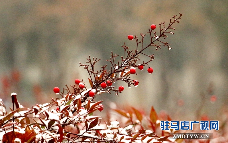 雪后的黃淮學(xué)院小景