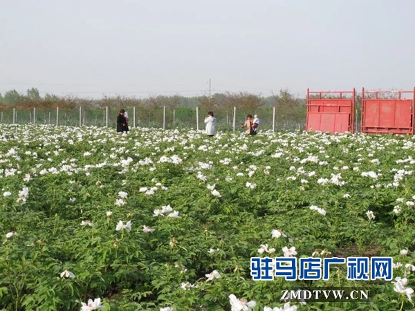 01“最美基層干部”巧念“致富經(jīng)”，帶出一個(gè)省級(jí)生態(tài)文明示范村 .jpg