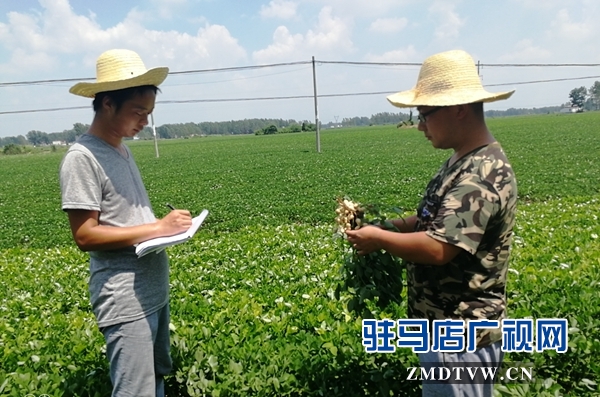 正陽：花生“保姆”為花生中后期管理做保障