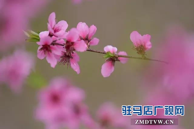 上蔡?hào)|洪：昔日荒涼河畔 今日桃梨爭艷