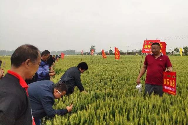 上蔡縣召開小麥品種現(xiàn)場觀摩會(huì)