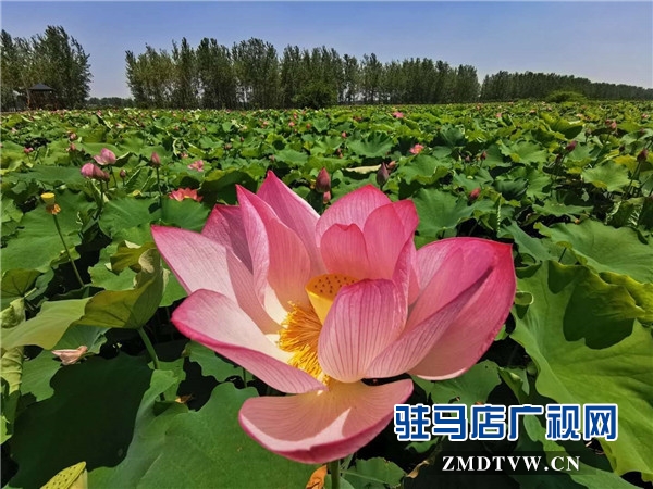 平輿縣藍(lán)天芝麻小鎮(zhèn)天天水上樂(lè)園華美綻放，千畝荷塘荷花也妖艷開放