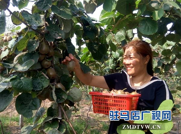 新蔡縣楊集村的紅心獼猴桃喊您來采摘