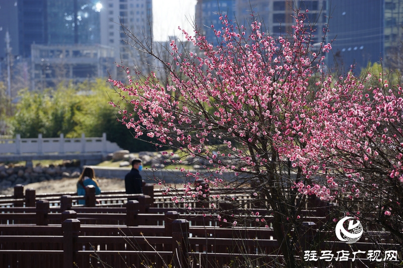 看她的滿城花開  攝影 文字：王向陽  歡迎轉(zhuǎn)載，請(qǐng)注明作者出處