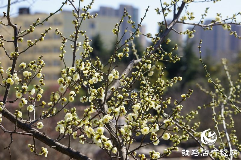 春天已如約走來