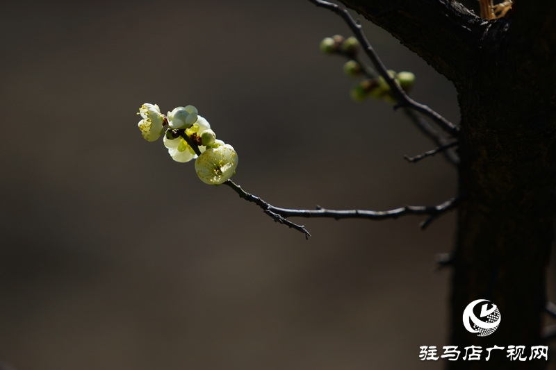 花的盛開，等待了一冬