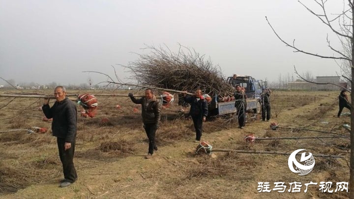 駐馬店銘德實業(yè)植樹造綠助力驛城區(qū)諸市鎮(zhèn)脫貧攻堅