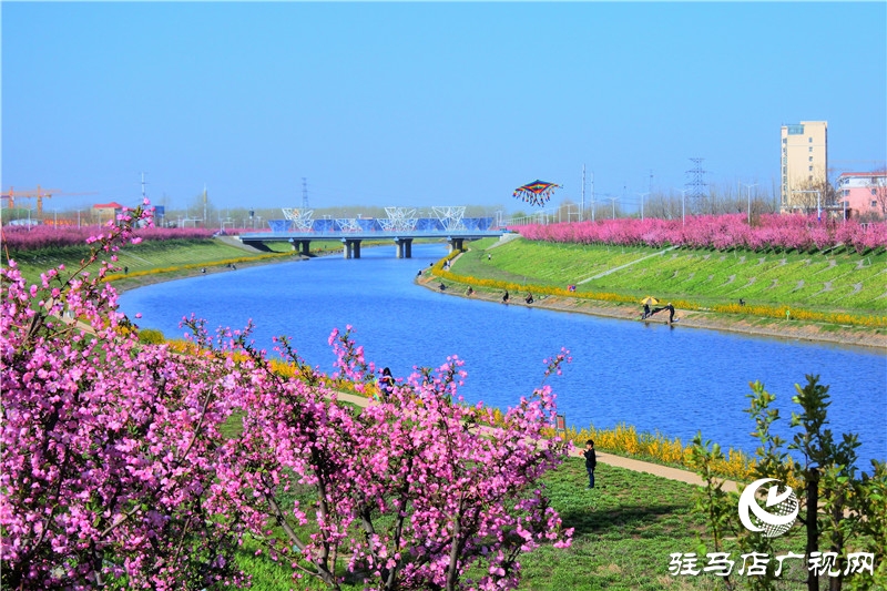 兩岸綠樹成萌，堤岸海棠飄香