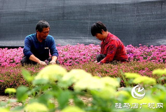 河南駐馬店：小鎮(zhèn)文明建設催開幸?；▋? width=