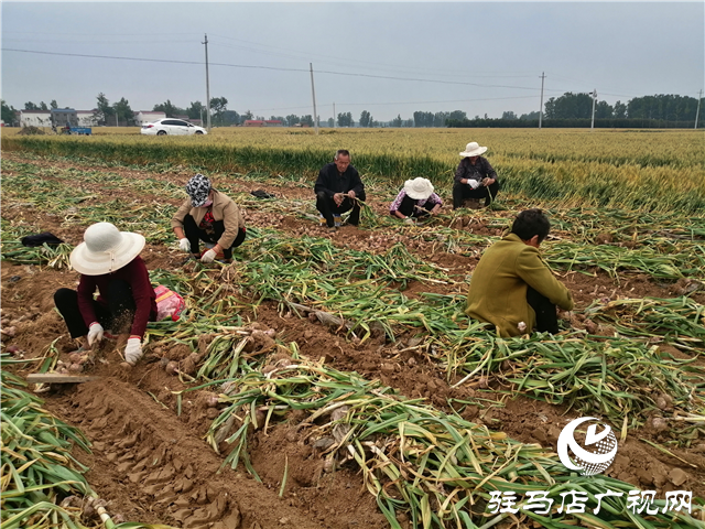 “北沃小肥料”成就“全國(guó)大農(nóng)業(yè)” ——骨粉高鈣肥系列專題報(bào)道