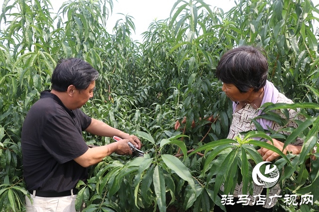 泌陽縣易齊發(fā)種植專業(yè)合作社帶領(lǐng)鄉(xiāng)親“一起發(fā)”