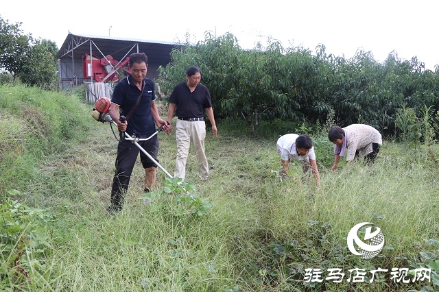 泌陽縣易齊發(fā)種植專業(yè)合作社帶領(lǐng)鄉(xiāng)親“一起發(fā)”