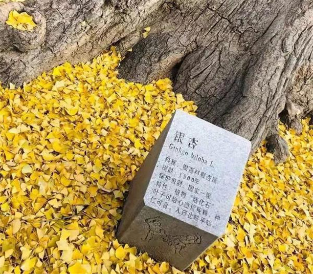 “古剎秋景惹人醉，金色滿園迎賓朋”——嵩山少林寺千年銀杏已到了一年之中最美時(shí)節(jié)！