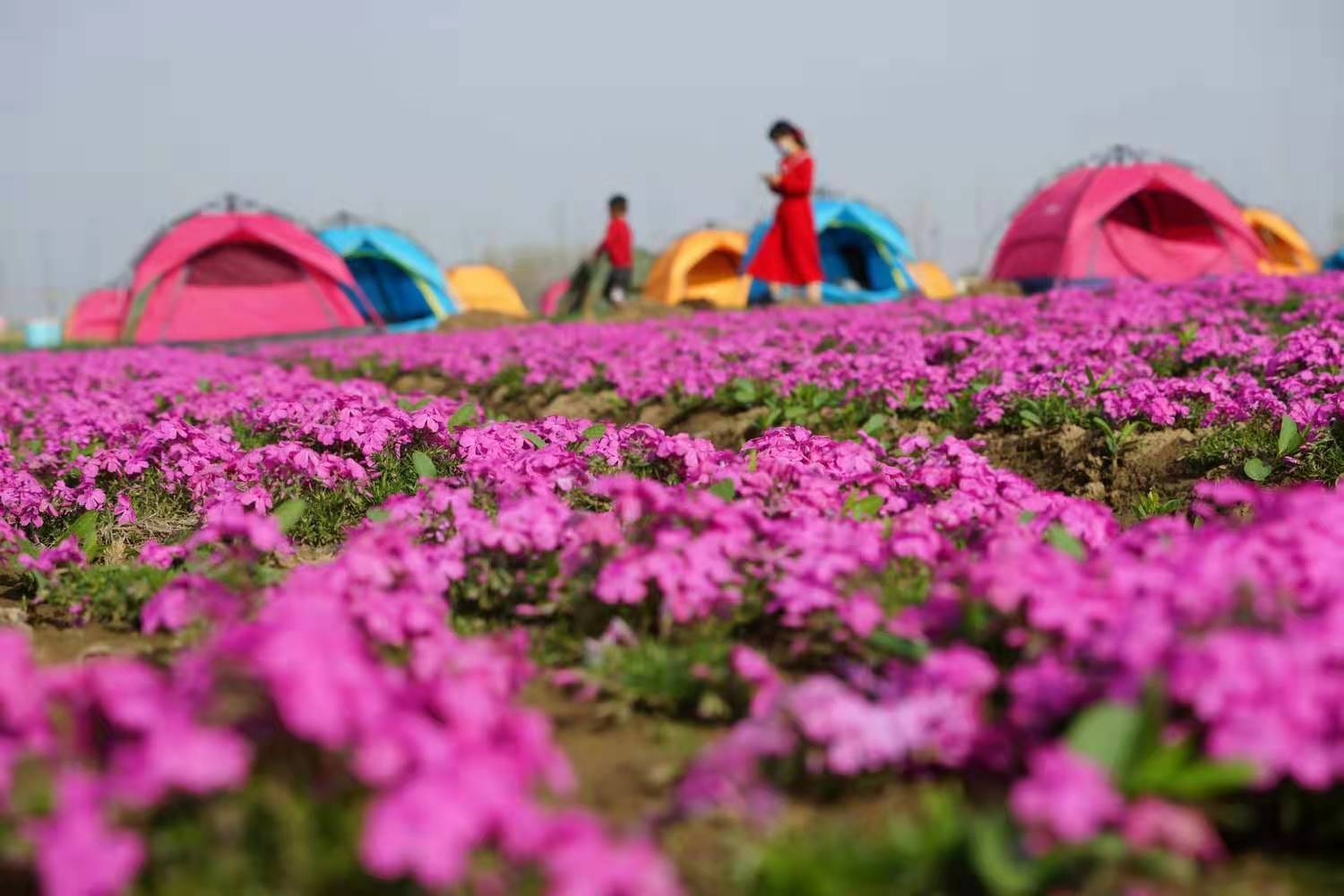 花團錦簇 王向陽 攝