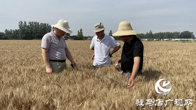 噸源種業(yè)黑小麥產(chǎn)量再創(chuàng)歷史新高