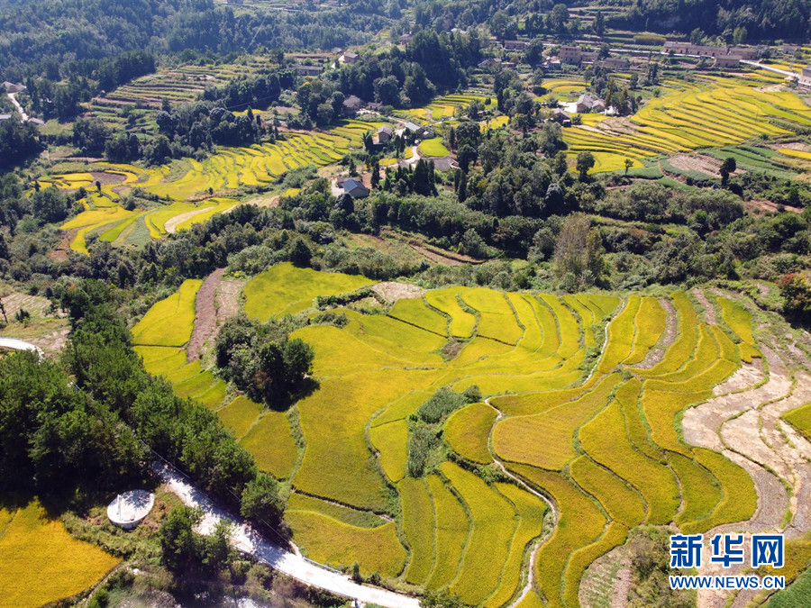 走進鄉(xiāng)村看小康丨湖北巴東牛洞坪村：層層梯田遍地金 稻谷豐收美如畫