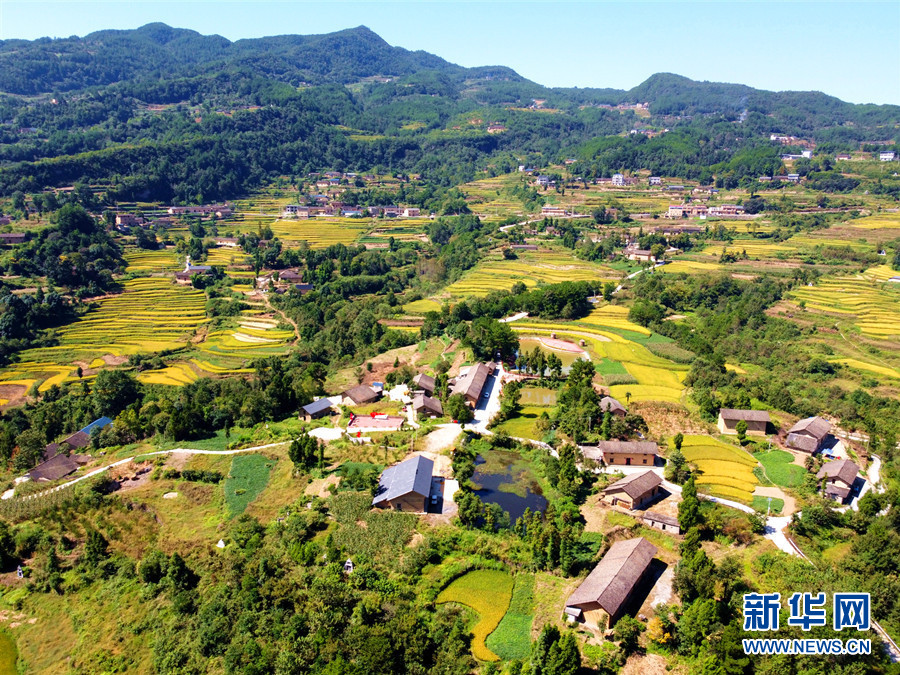 走進鄉(xiāng)村看小康丨湖北巴東牛洞坪村：層層梯田遍地金 稻谷豐收美如畫