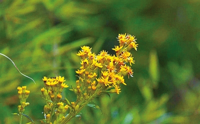 河南排查、處理數(shù)萬株“加拿大一枝黃花” 我省這種花還處萌芽期 不必恐慌