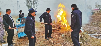 河南排查、處理數(shù)萬株“加拿大一枝黃花” 我省這種花還處萌芽期 不必恐慌