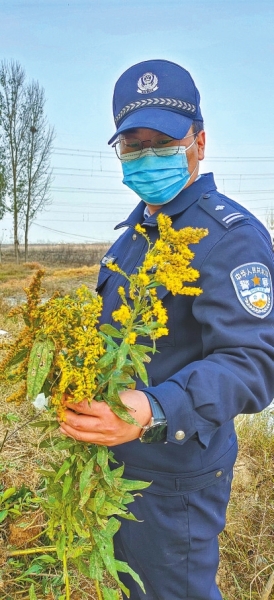 河南排查、處理數(shù)萬株“加拿大一枝黃花” 我省這種花還處萌芽期 不必恐慌