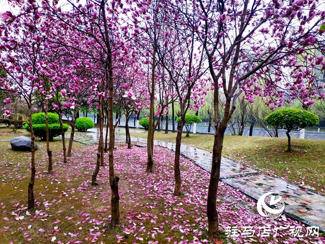 駐馬店市風(fēng)雨無(wú)心陣陣摧 落花繾綣款款來(lái)