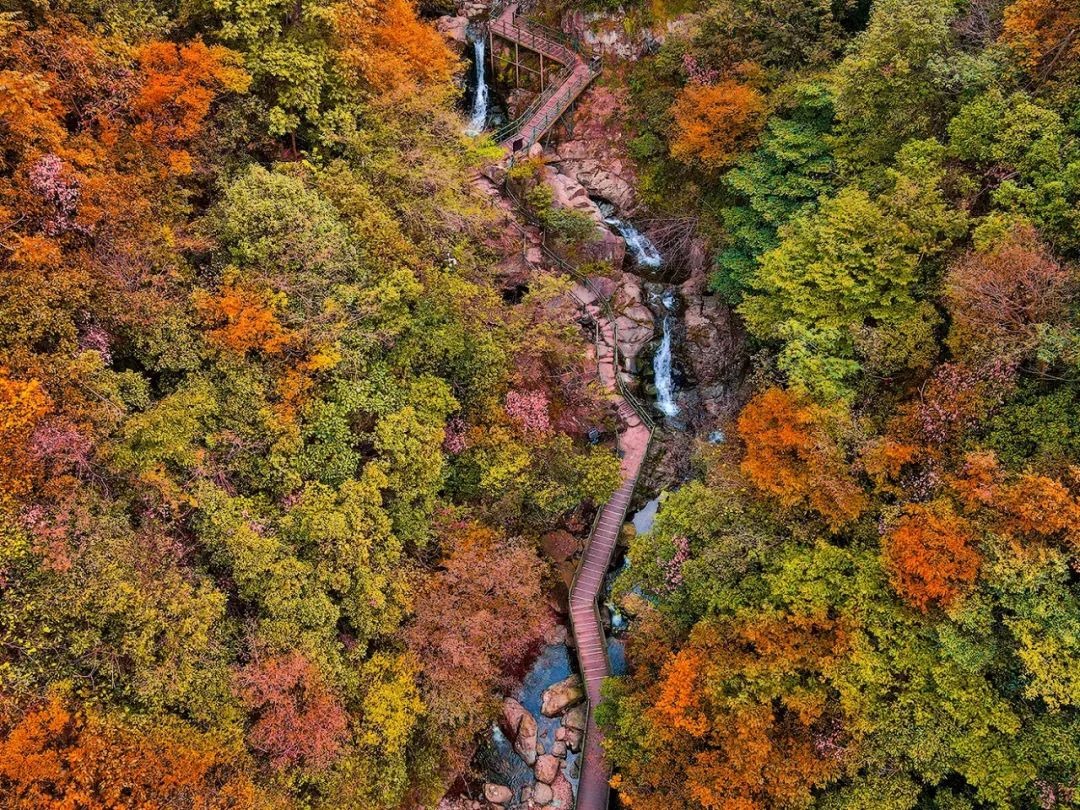 西九華山秋景醉人——紅葉碧竹映射“醉美”深秋！