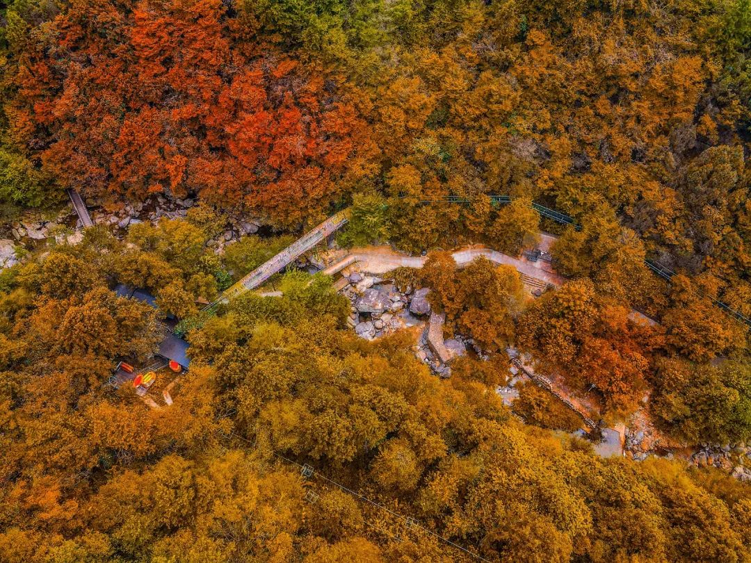 西九華山秋景醉人——紅葉碧竹映射“醉美”深秋！