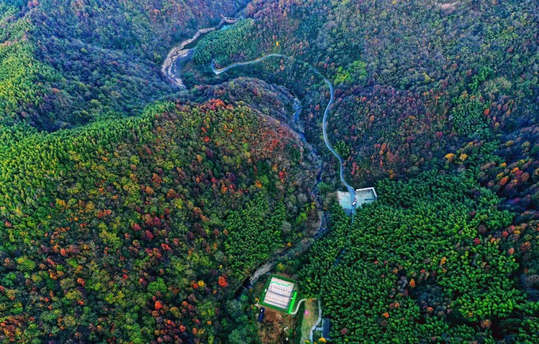 西九華山秋景醉人——紅葉碧竹映射“醉美”深秋！