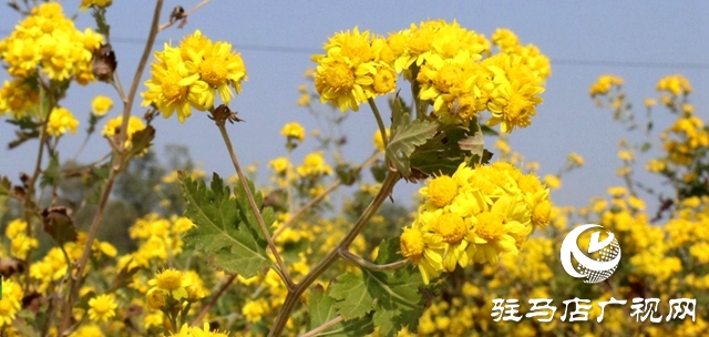 驛城區(qū)朱古洞鄉(xiāng)：野菊花開惹人醉