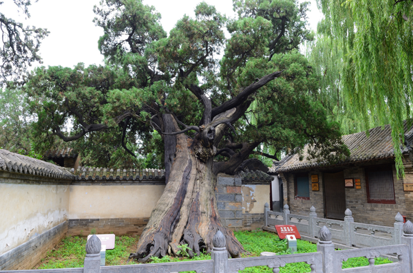 植樹(shù)節(jié)丨守護(hù)從歷史中走來(lái)的綠蔭 河南“樹(shù)醫(yī)”助力古樹(shù)名木“延壽回春”