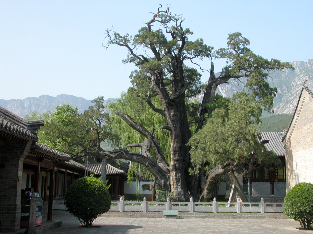 植樹(shù)節(jié)丨守護(hù)從歷史中走來(lái)的綠蔭 河南“樹(shù)醫(yī)”助力古樹(shù)名木“延壽回春”