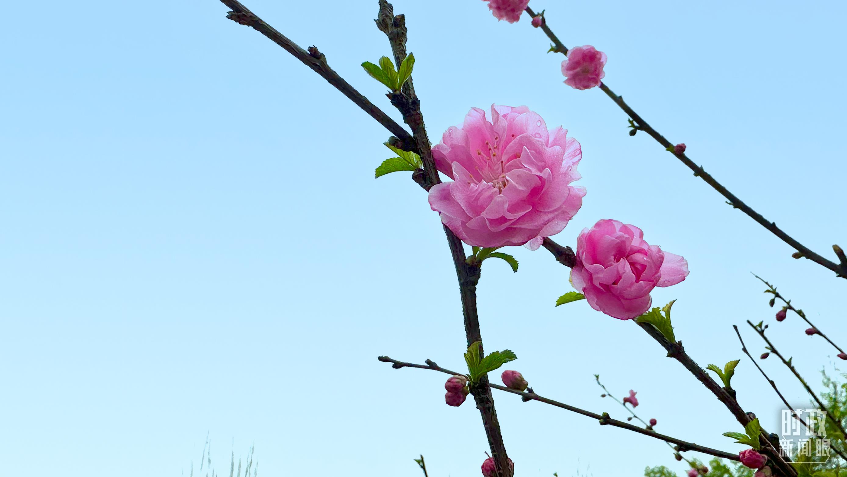 時(shí)政新聞眼丨在今年首都義務(wù)植樹現(xiàn)場，習(xí)近平這三句話飽含深意