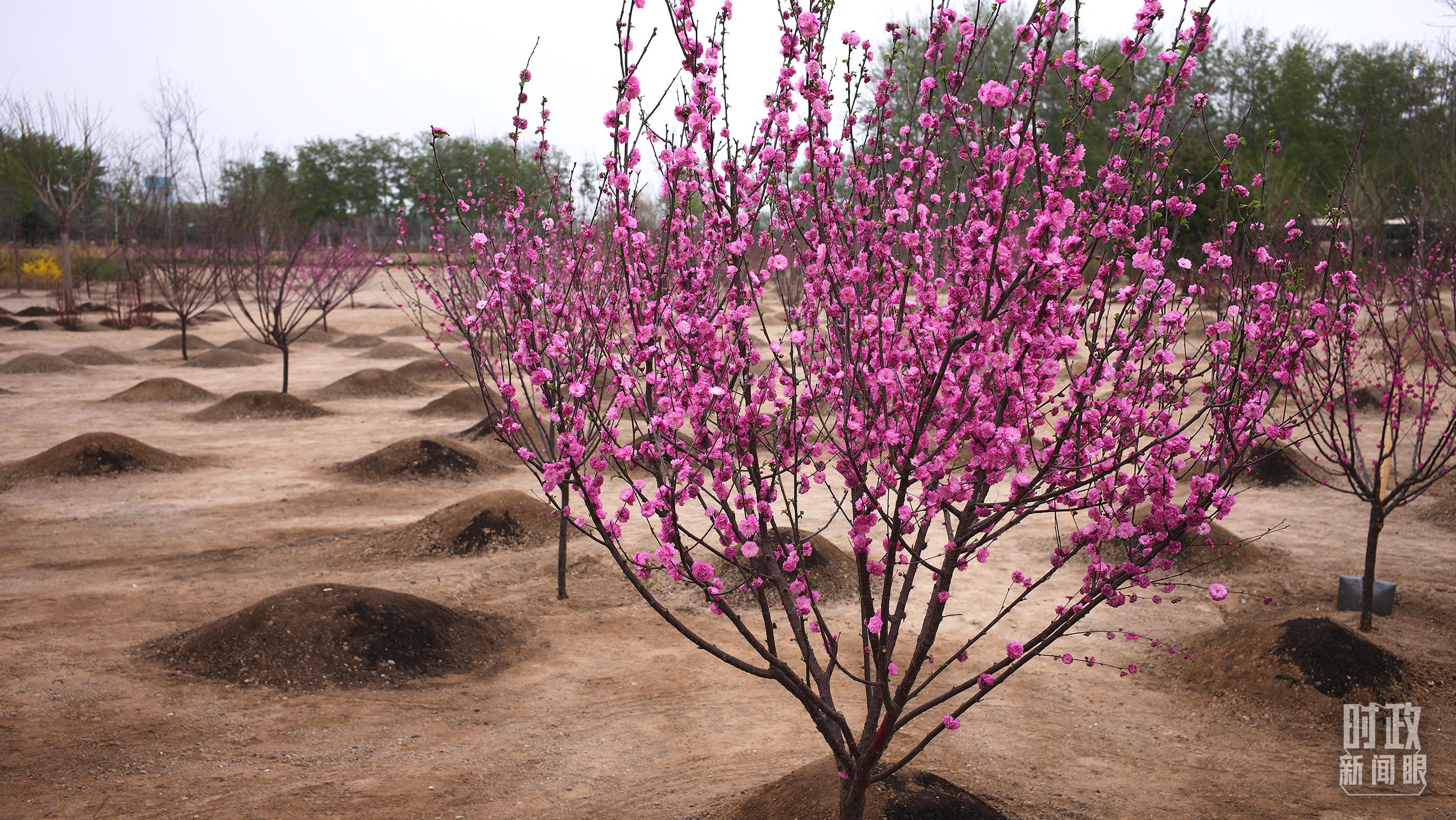 時(shí)政新聞眼丨在今年首都義務(wù)植樹現(xiàn)場，習(xí)近平這三句話飽含深意