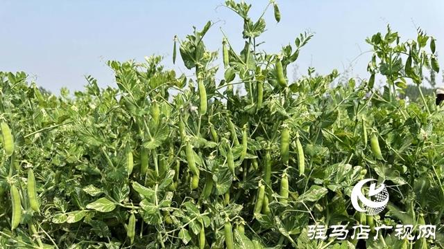 河南泌陽：種植豌豆擴(kuò)寬致富路