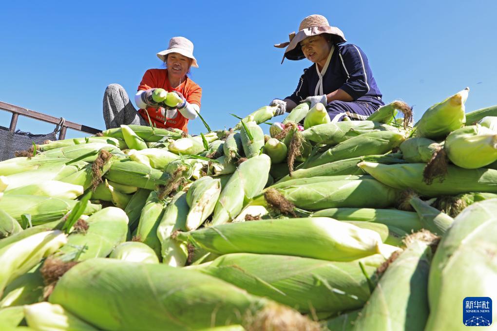 河北萬全：鮮食玉米成熟上市