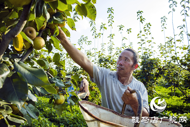 正陽(yáng)縣：梨香壓滿枝 豐收采摘忙