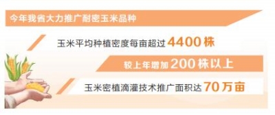 新時(shí)代 新征程 新偉業(yè)·豫見“三秋”丨玉米密植高產(chǎn)技術(shù)高在哪兒