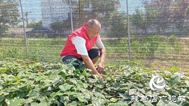 平輿：乘借“中國藥谷”建設東風 拓寬農民增收致富路